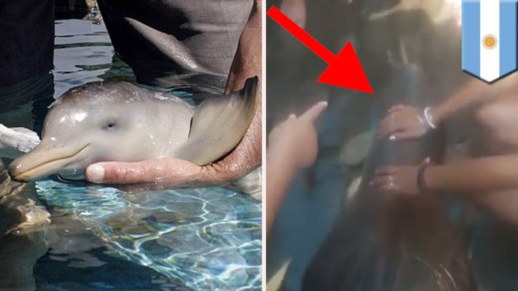 Dolphins are engaged