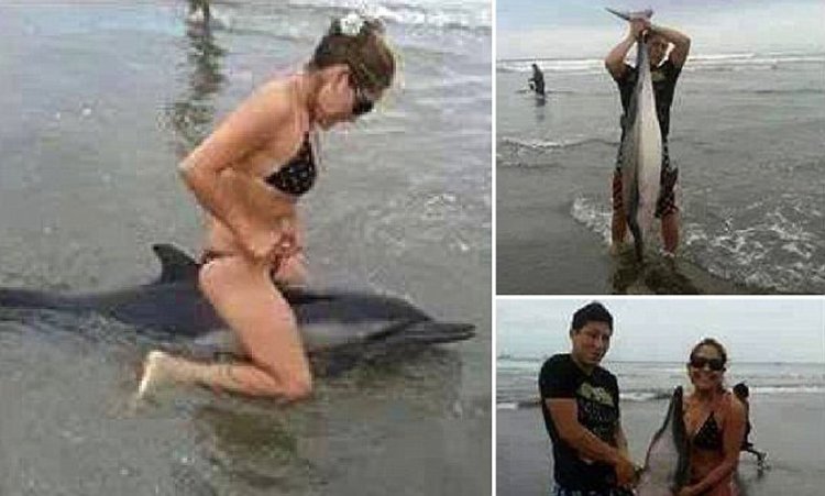 The goals of the Dolphin Suarez