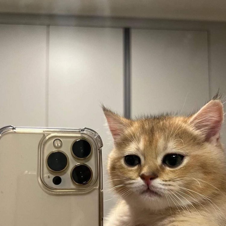 A cat with an iPhone