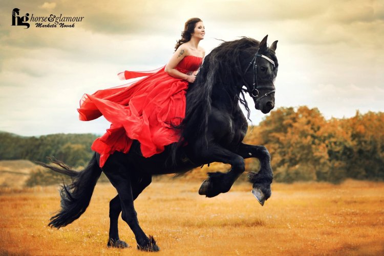 Black horse