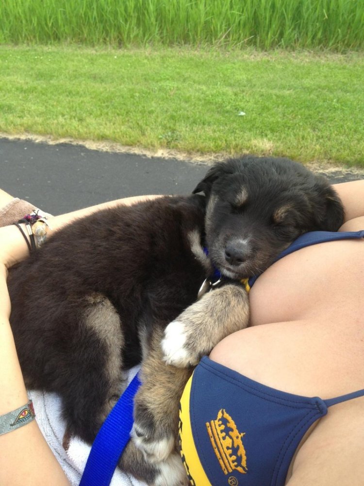 Girls and animals jokes