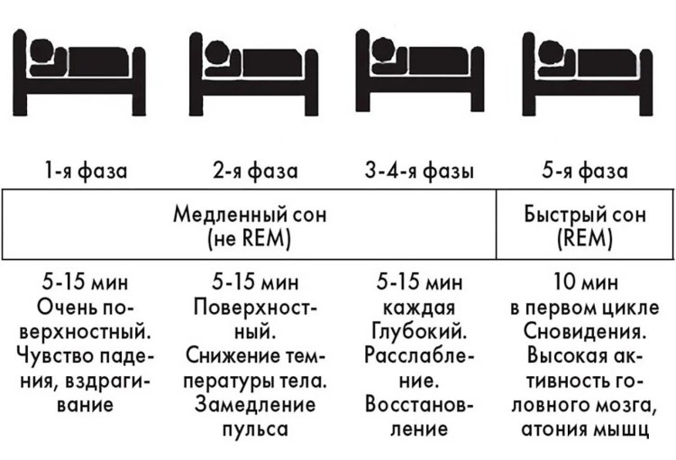 Phases of quick and slow sleep table