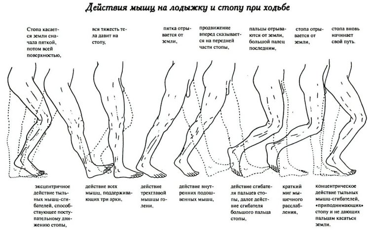 Muscles involved in walking