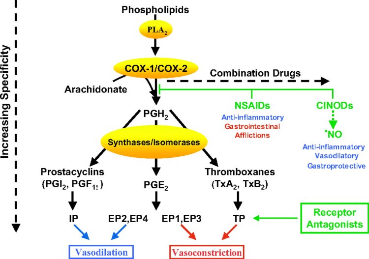 Cyclooxygenase Pathway