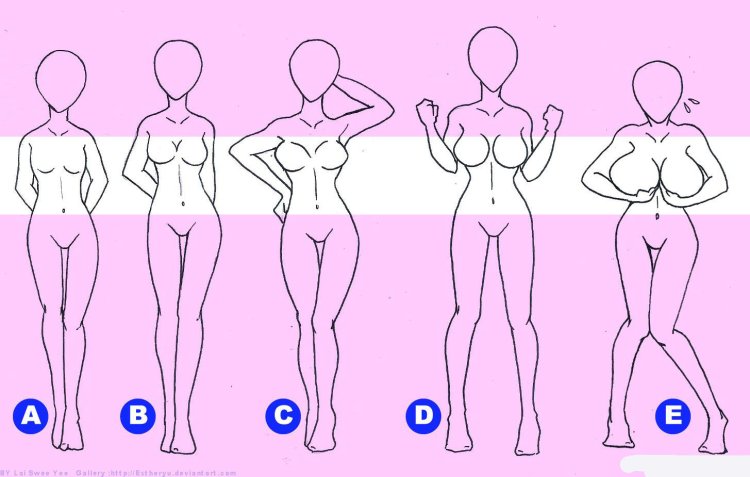 Sizes of the female breast