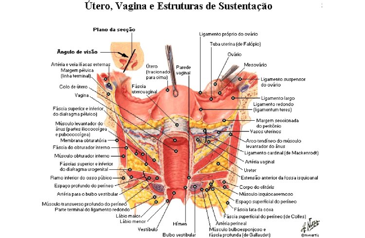 Ovary Anatomy Netter