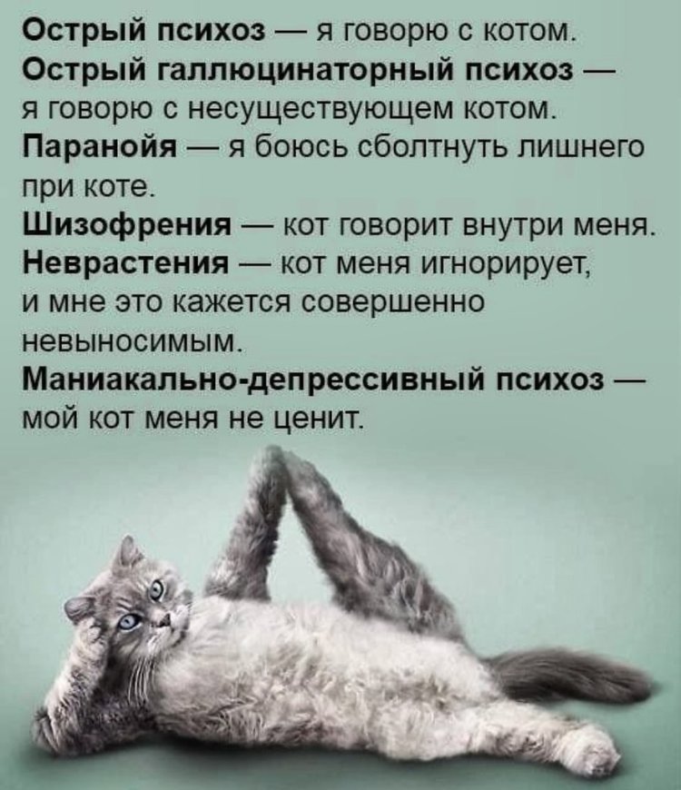 I am talking to a cat