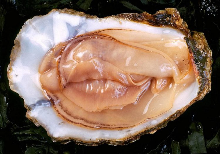Oyster clam