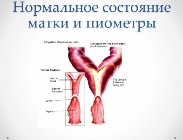Pyometra cattle Veterinary