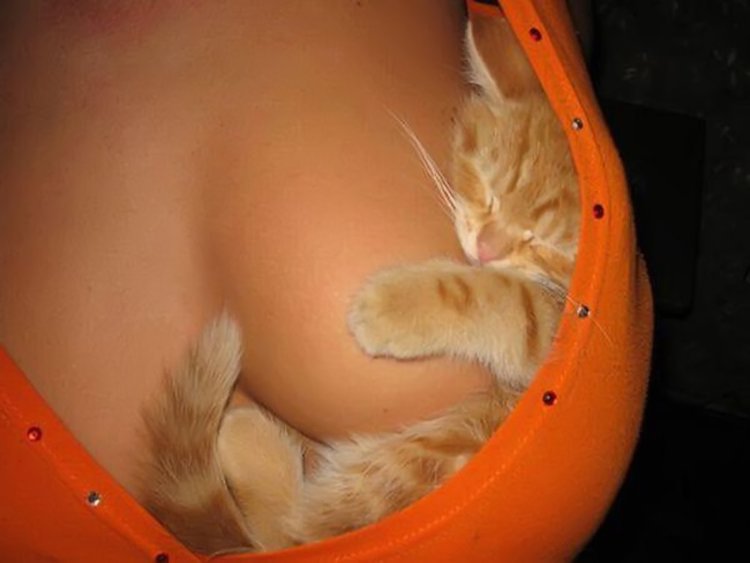 Cats and female breasts