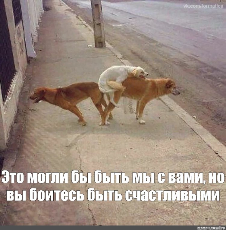 Johnny Catswill and dogs