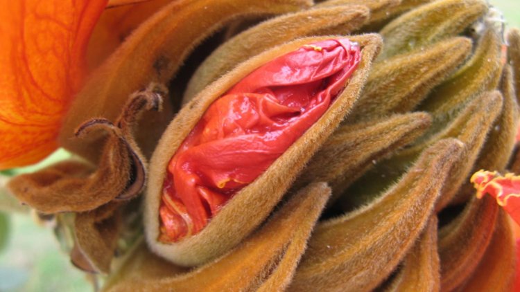 A flower that looks like a woman's labia