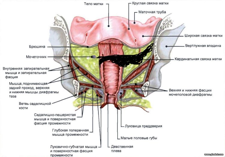 Diaphragm pelvis anatomy