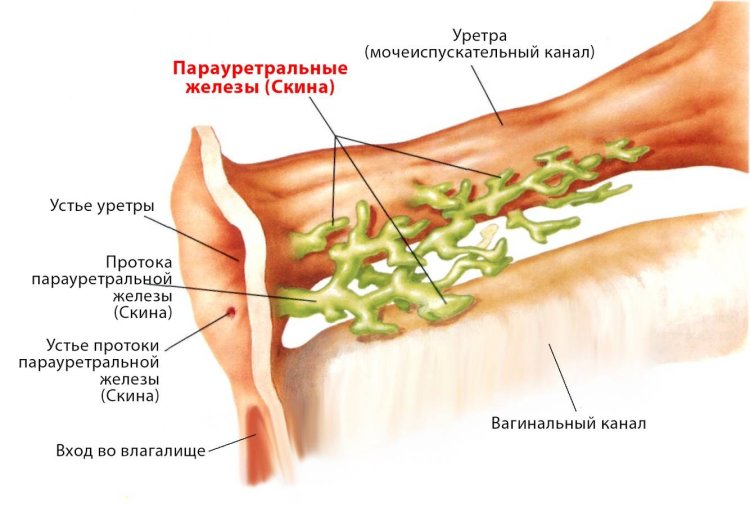 Paraurethral glands anatomy