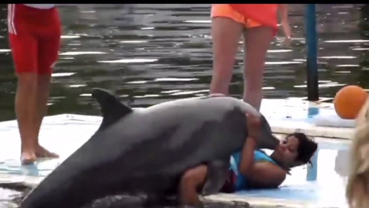Dolphins copulate with humans
