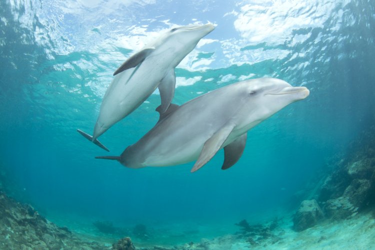 Dolphin female and male