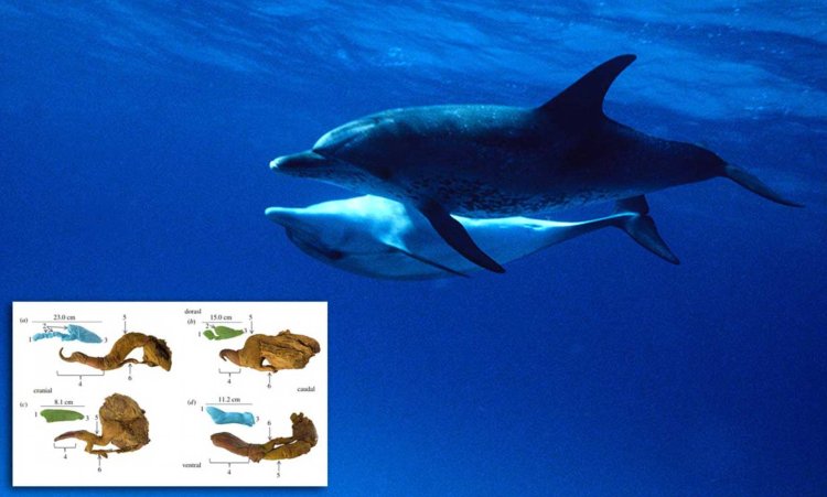 Dolphin female and male