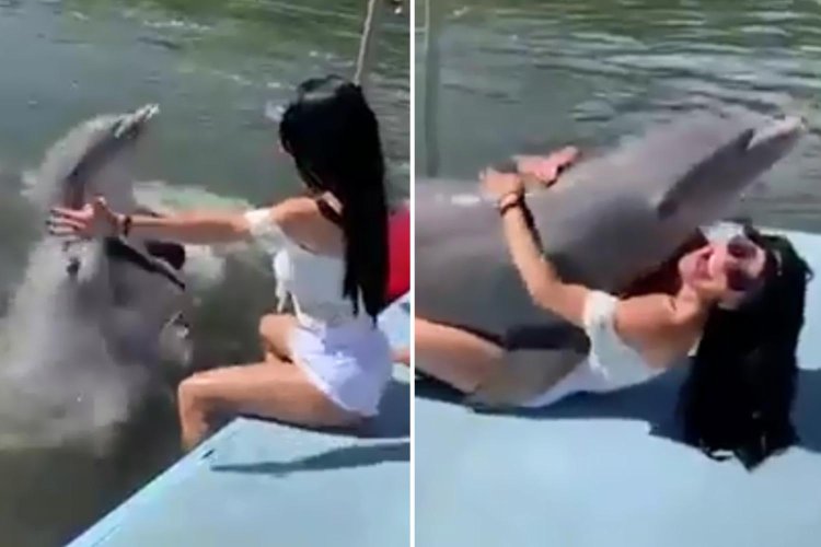 Woman mating with dolphin