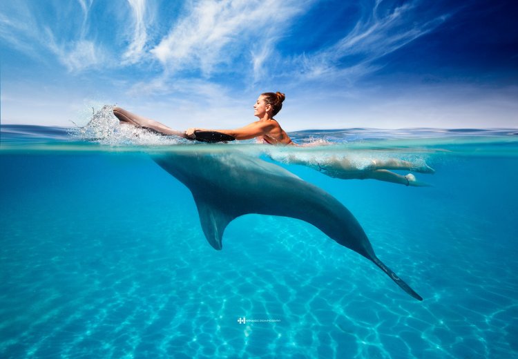 Swim with dolphins