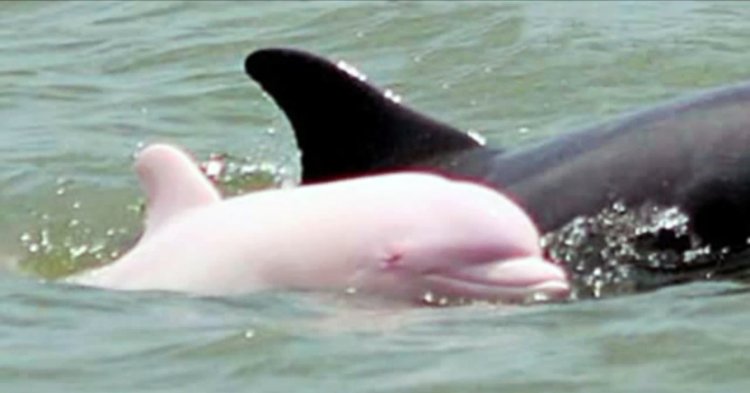 Pink Dolphin Rescue