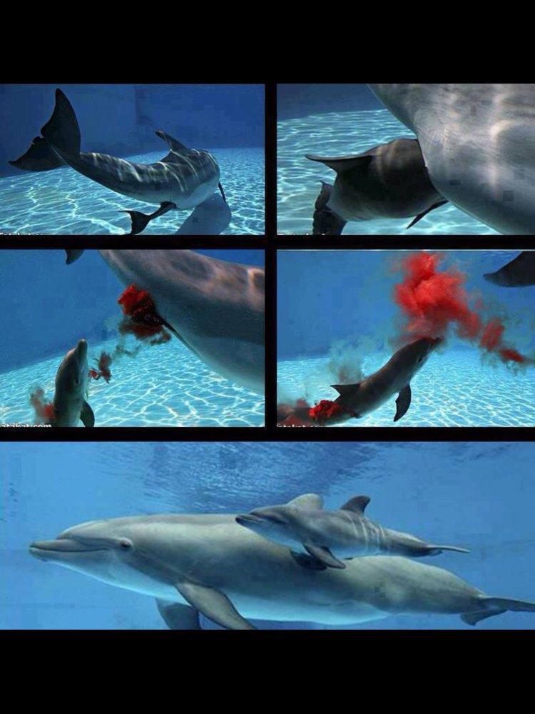 The birth of a dolphin
