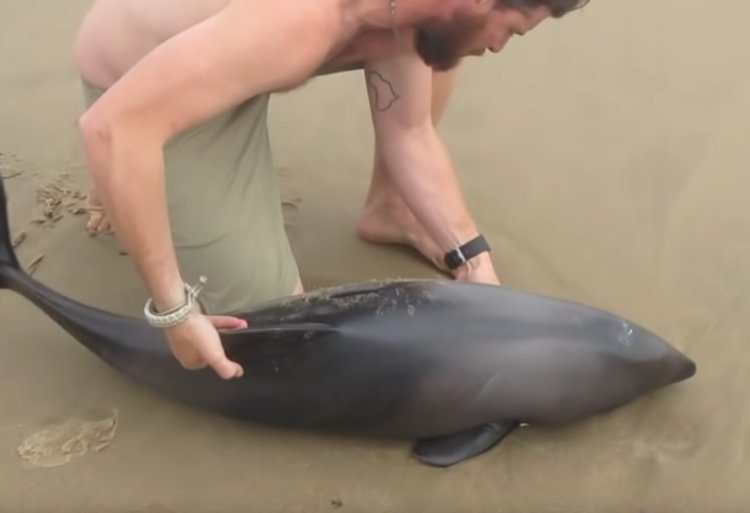 A man saved a dolphin photo