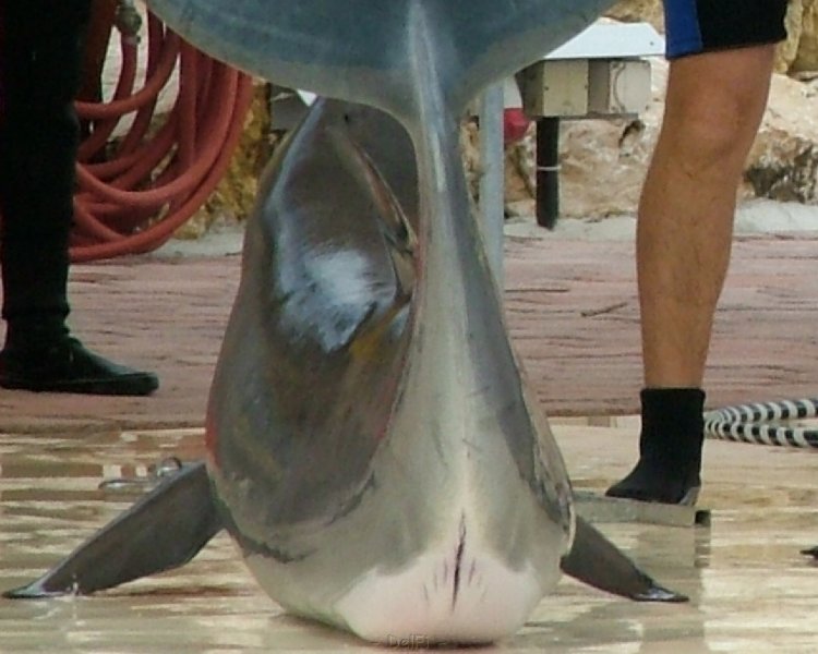 Dolphin female