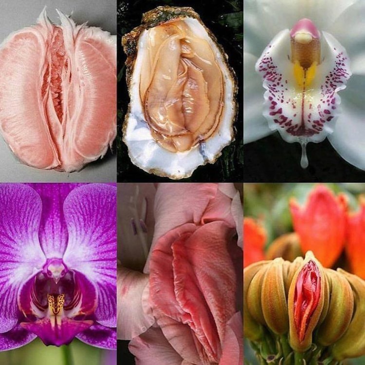 Flower similar to female organs