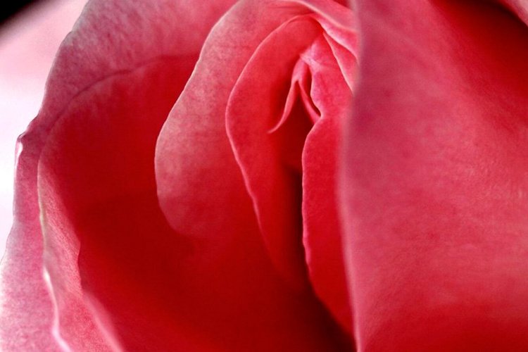 Beautiful vagina of girls