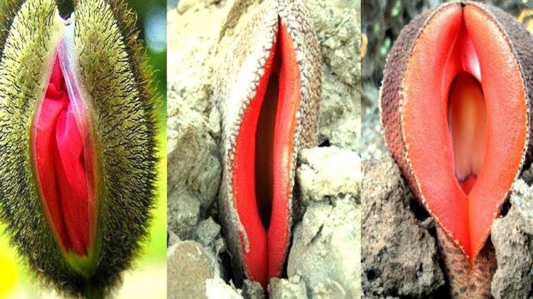 Fruit similar to female genital