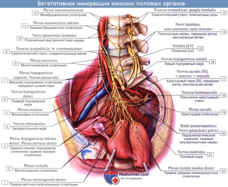Innervation of the bladder anatomy in women