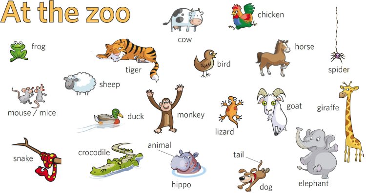 Animals in English for children Duck
