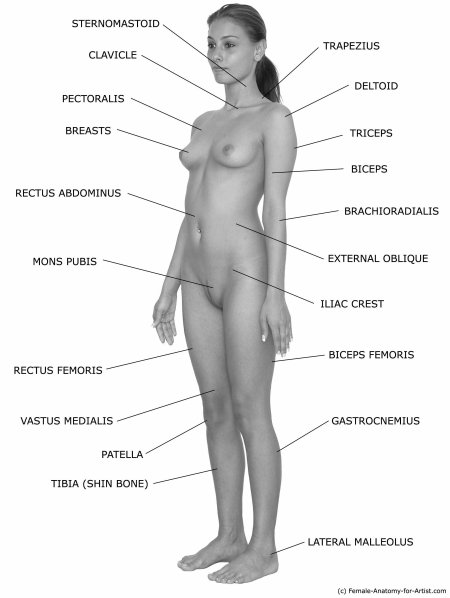 Naked body of an anatomy woman