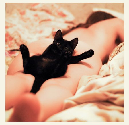 Black cat on the bed